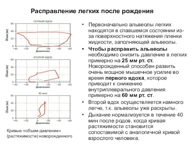 Расправление легких после рождения Первоначально альвеолы легких находятся в спавшемся состоянии