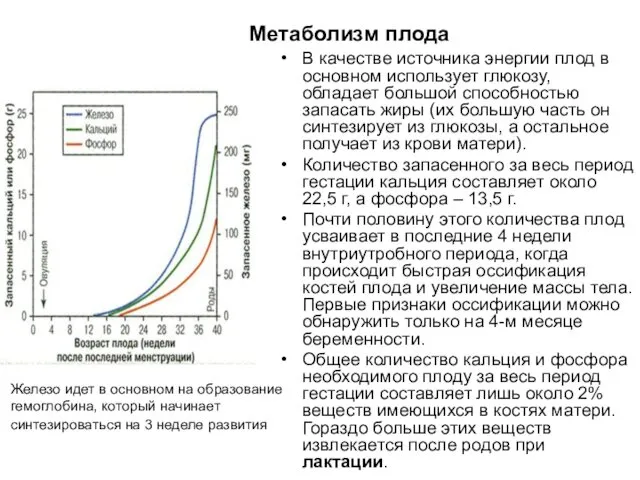 Метаболизм плода В качестве источника энергии плод в основном использует глюкозу,