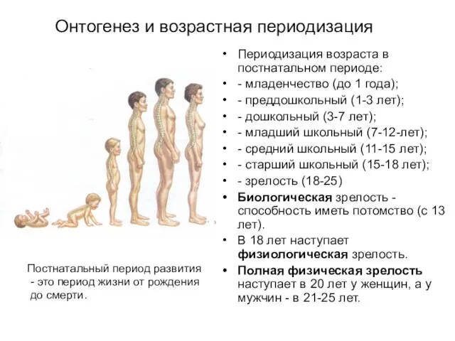 Онтогенез и возрастная периодизация Периодизация возраста в постнатальном периоде: - младенчество