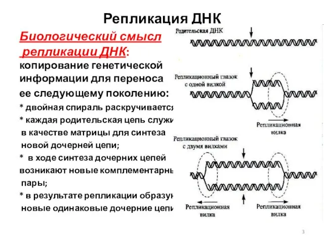 Репликация ДНК Биологический смысл репликации ДНК: копирование генетической информации для переноса