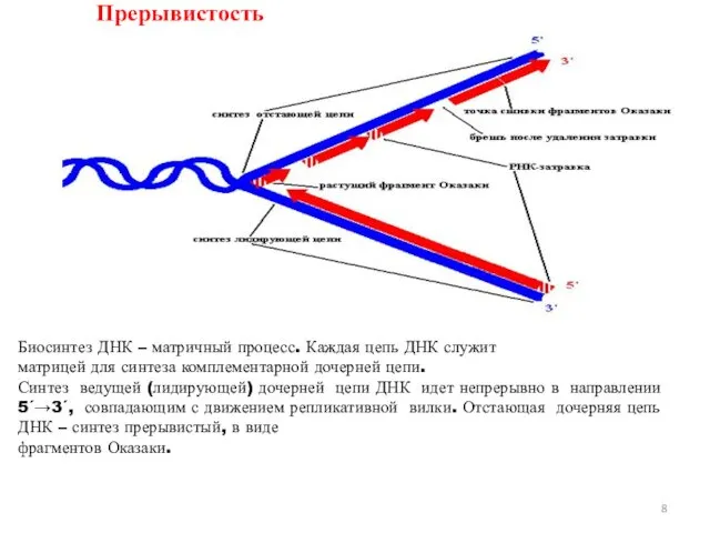 Прерывистость Биосинтез ДНК – матричный процесс. Каждая цепь ДНК служит матрицей