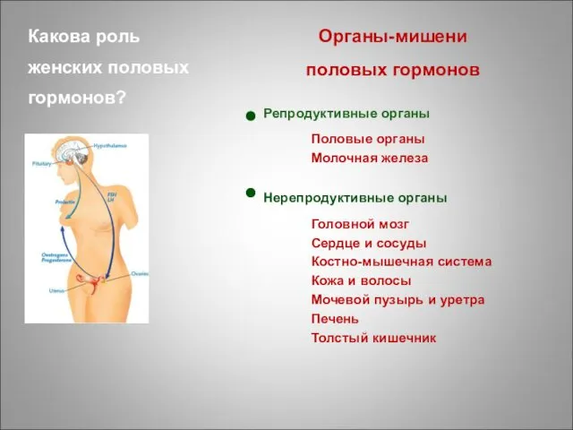 Какова роль женских половых гормонов? Репродуктивные органы Половые органы Молочная железа