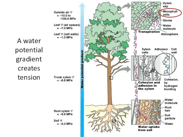 A water potential gradient creates tension