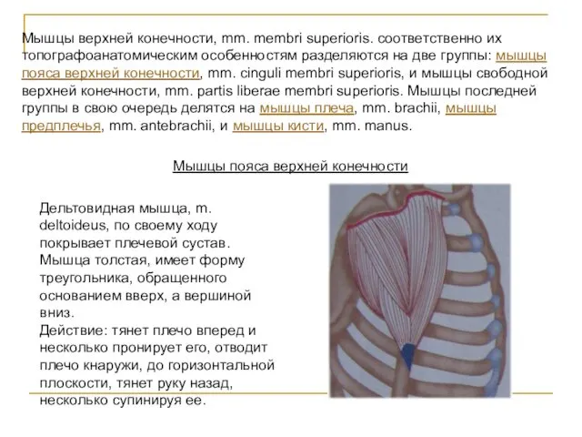 Мышцы верхней конечности, mm. membri superioris. соответственно их топографоанатомическим особенностям разделяются