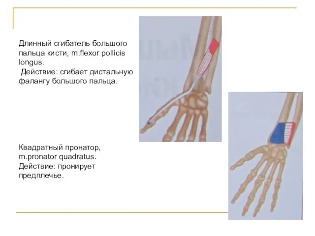 Длинный сгибатель большого пальца кисти, m.flexor pollicis longus. Действие: сгибает дистальную