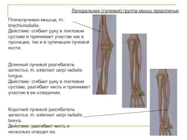 Латеральная (лучевая) группа мышц предплечья Плечелучевая мышца, m. brachioradialis. Действие: сгибает
