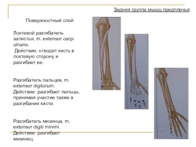 Задняя группа мышц предплечья Поверхностный слой Локтевой разгибатель запястья, m. extensor