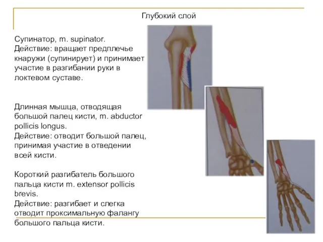 Глубокий слой Супинатор, m. supinator. Действие: вращает предплечье кнаружи (супинирует) и