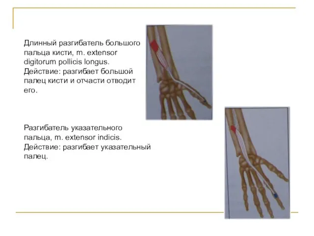 Длинный разгибатель большого пальца кисти, m. extensor digitorum pollicis longus. Действие: