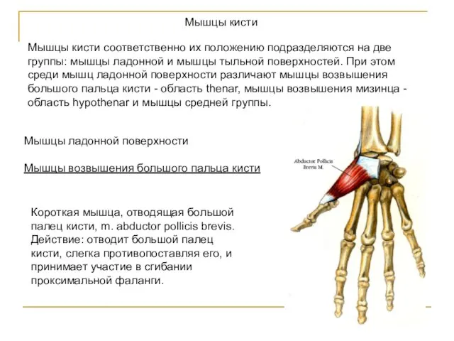 Мышцы кисти соответственно их положению подразделяются на две группы: мышцы ладонной