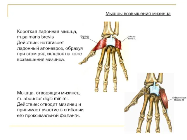 Мышцы возвышения мизинца Короткая ладонная мышца, m.palmaris brevis Действие: натягивает ладонный