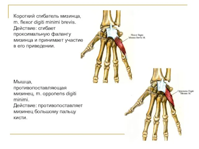 Короткий сгибатель мизинца, m. flexor digiti minimi brevis. Действие: сгибает проксимальную