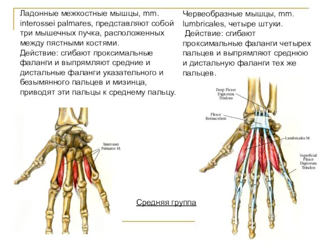 Средняя группа Червеобразные мышцы, mm. lumbricales, четыре штуки. Действие: сгибают проксимальные