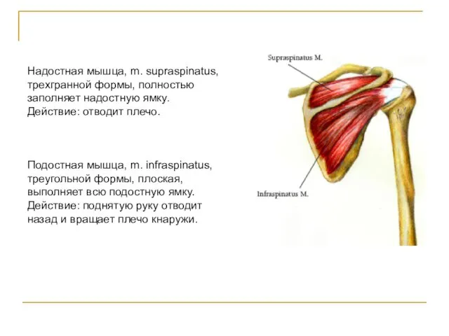 Надостная мышца, m. supraspinatus, трехгранной формы, полностью заполняет надостную ямку. Действие: