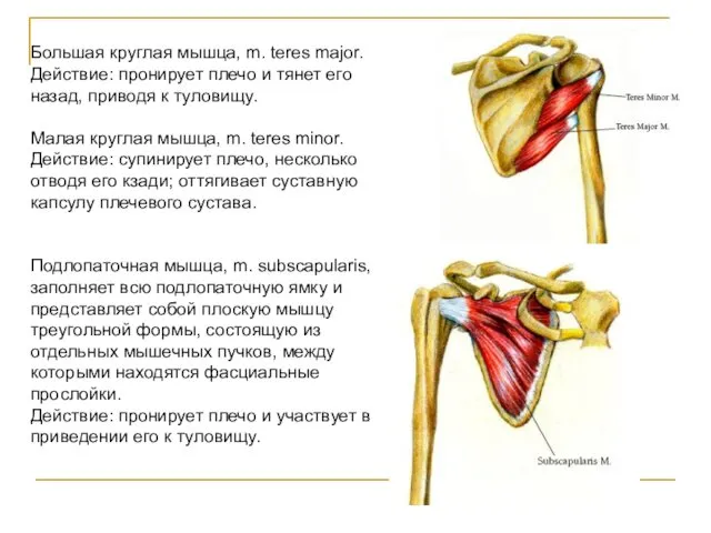 Большая круглая мышца, m. teres major. Действие: пронирует плечо и тянет