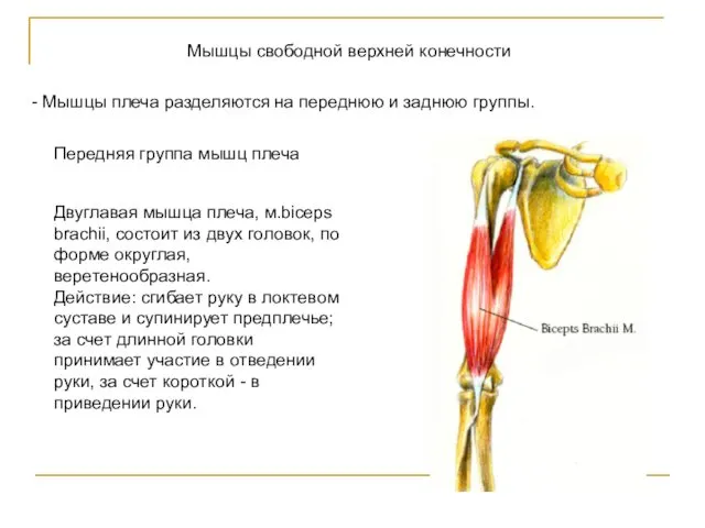 Мышцы свободной верхней конечности - Мышцы плеча разделяются на переднюю и