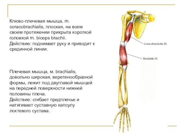 Клюво-плечевая мышца, m. coracobrachialis, плоская, на всем своем протяжении прикрыта короткой
