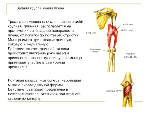 Задняя группа мышц плеча Трехглавая мышца плеча, m. triceps brachii, крупная,