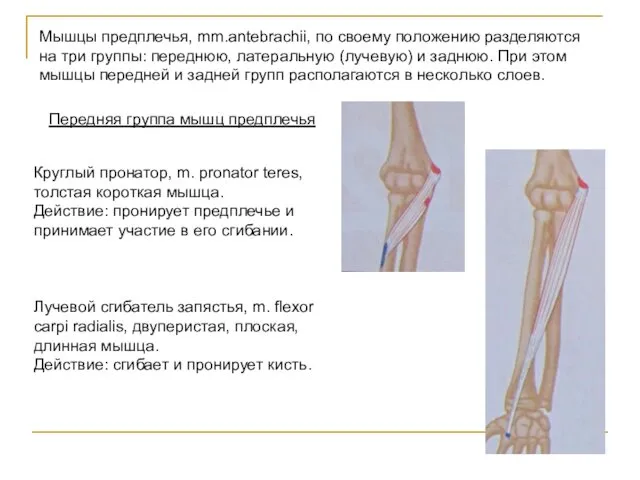 Мышцы предплечья, mm.antebrachii, по своему положению разделяются на три группы: переднюю,