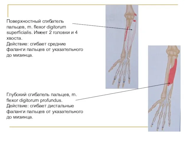 Поверхностный сгибатель пальцев, m. flexor digitorum superficialis. Имеет 2 головки и