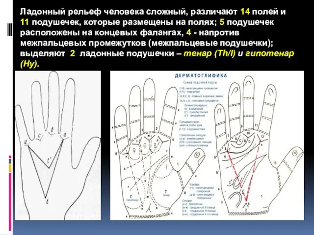 Ладонный рельеф человека сложный, различают 14 полей и 11 подушечек, которые