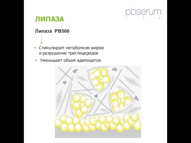 ЛИПАЗА Липаза PB500 Уменьшает объем адипоцитов Стимулирует метаболизм жиров и разрушение триглицеридов