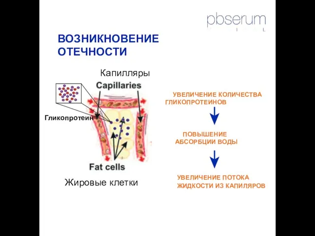 ВОЗНИКНОВЕНИЕ ОТЕЧНОСТИ УВЕЛИЧЕНИЕ КОЛИЧЕСТВА ГЛИКОПРОТЕИНОВ ПОВЫШЕНИЕ АБСОРБЦИИ ВОДЫ УВЕЛИЧЕНИЕ ПОТОКА ЖИДКОСТИ