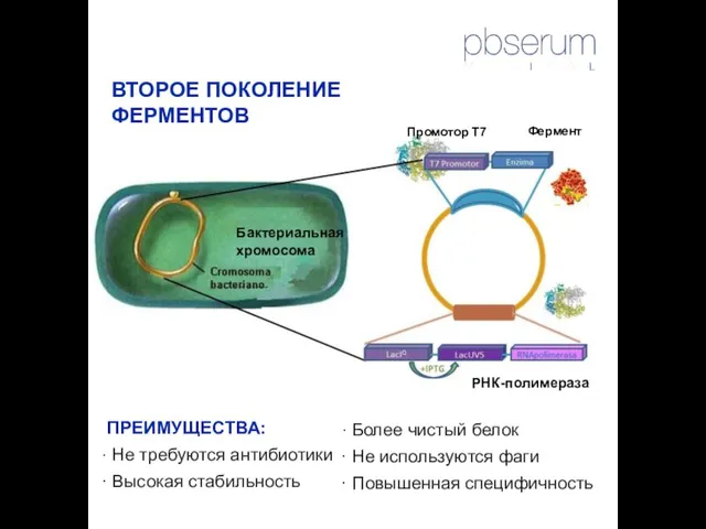 ВТОРОЕ ПОКОЛЕНИЕ ФЕРМЕНТОВ ПРЕИМУЩЕСТВА: Не требуются антибиотики Высокая стабильность Бактериальная хромосома