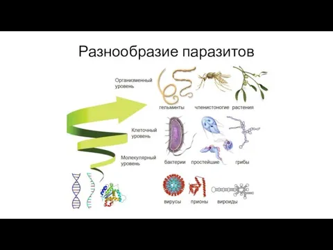 Разнообразие паразитов