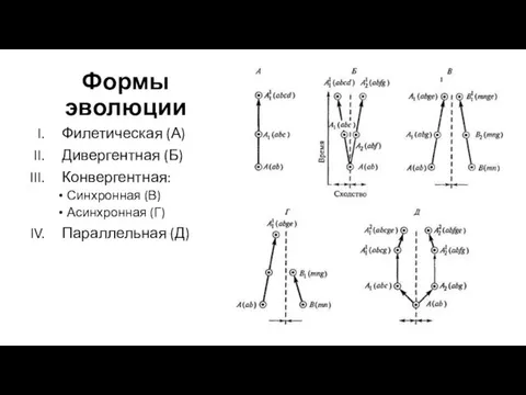 Формы эволюции Филетическая (А) Дивергентная (Б) Конвергентная: Синхронная (В) Асинхронная (Г) Параллельная (Д)