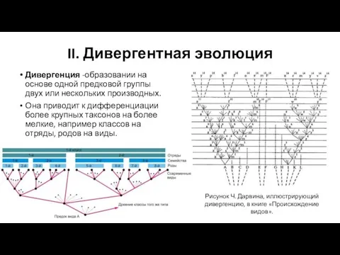 II. Дивергентная эволюция Дивергенция -образовании на основе одной предковой группы двух