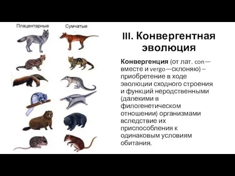 Конвергенция (от лат. con—вместе и vergo—склоняю) – приобретение в ходе эволюции