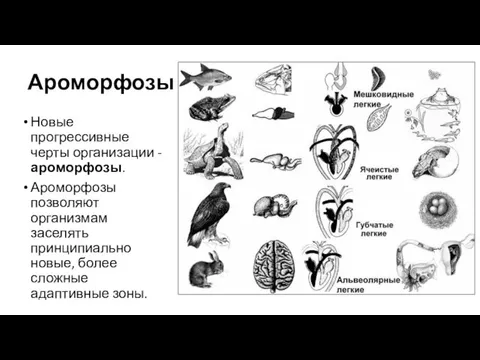 Ароморфозы Новые прогрессивные черты организации - ароморфозы. Ароморфозы позволяют организмам заселять