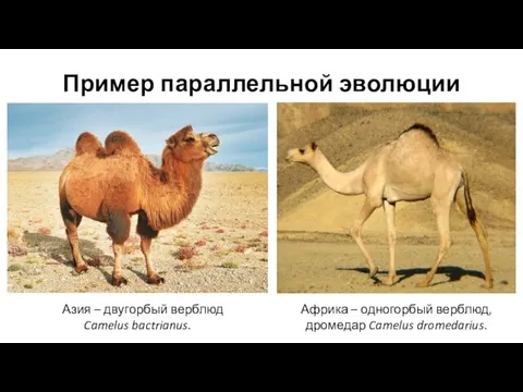 Пример параллельной эволюции Азия – двугорбый верблюд Camelus bactrianus. Африка – одногорбый верблюд, дромедар Camelus dromedarius.