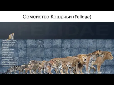 Семейство Кошачьи (Felidae)