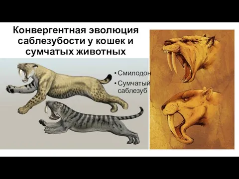 Конвергентная эволюция саблезубости у кошек и сумчатых животных Смилодон Сумчатый саблезуб