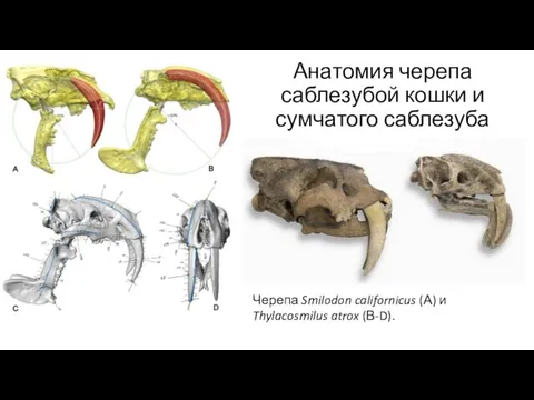 Анатомия черепа саблезубой кошки и сумчатого саблезуба Черепа Smilodon californicus (А) и Thylacosmilus atrox (В-D).