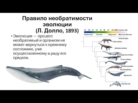 Правило необратимости эволюции (Л. Долло, 1893) Эволюция — процесс необратимый и
