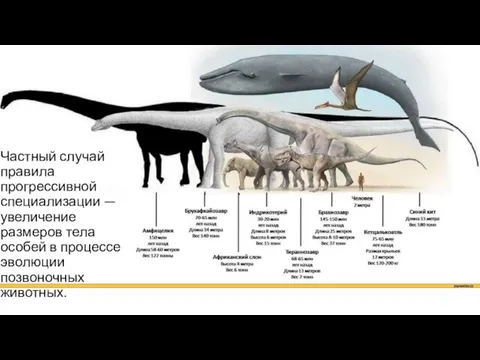 Частный случай правила прогрессивной специализации — увеличение размеров тела особей в процессе эволюции позвоночных животных.