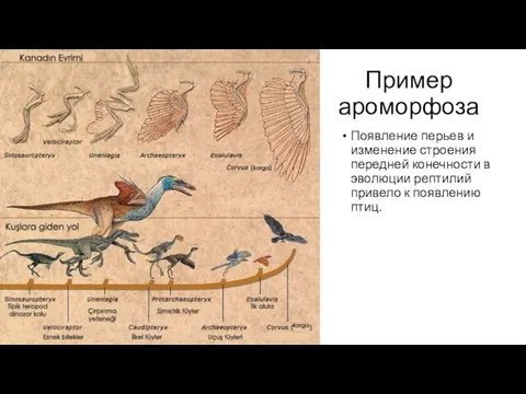 Пример ароморфоза Появление перьев и изменение строения передней конечности в эволюции рептилий привело к появлению птиц.