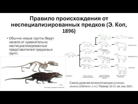 Правило происхождения от неспециализированных предков (Э. Коп, 1896) Обычно новые группы