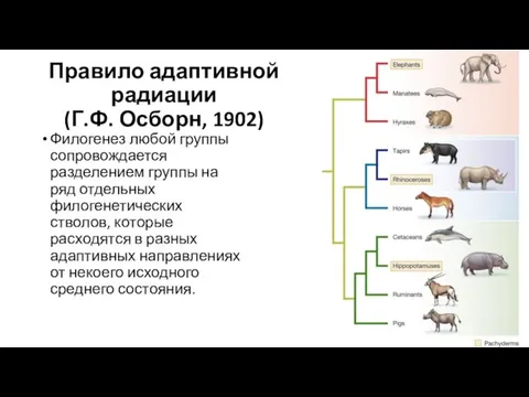 Правило адаптивной радиации (Г.Ф. Осборн, 1902) Филогенез любой группы сопровождается разделением