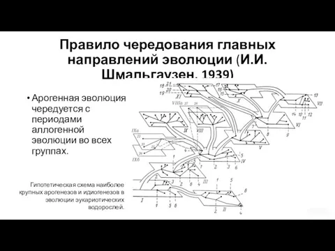 Правило чередования главных направлений эволюции (И.И. Шмальгаузен, 1939) Арогенная эволюция чередуется