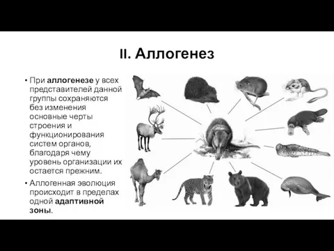 II. Аллогенез При аллогенезе у всех представителей данной группы сохраняются без