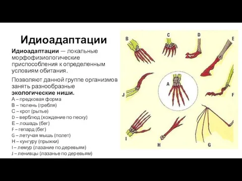 Идиоадаптации Идиоадаптации — локальные морфофизиологические приспособления к определенным условиям обитания. Позволяют