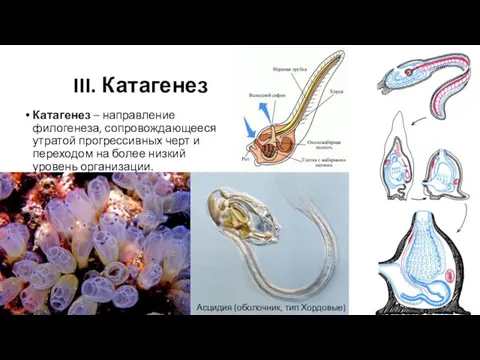 III. Катагенез Катагенез – направление филогенеза, сопровождающееся утратой прогрессивных черт и