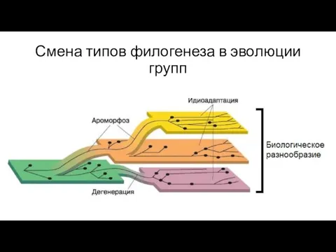 Смена типов филогенеза в эволюции групп