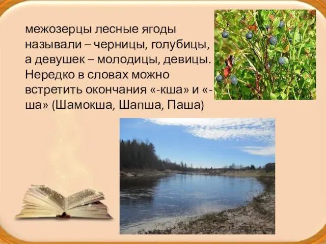 межозерцы лесные ягоды называли – черницы, голубицы, а девушек – молодицы,