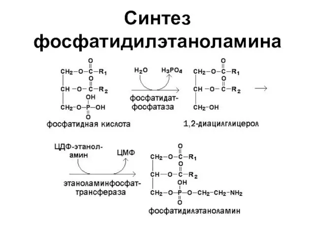 Синтез фосфатидилэтаноламина