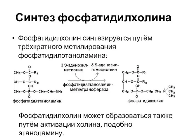 Синтез фосфатидилхолина Фосфатидилхолин синтезируется путём трёхкратного метилирования фосфатидилэтаноламина: Фосфатидилхолин может образоваться